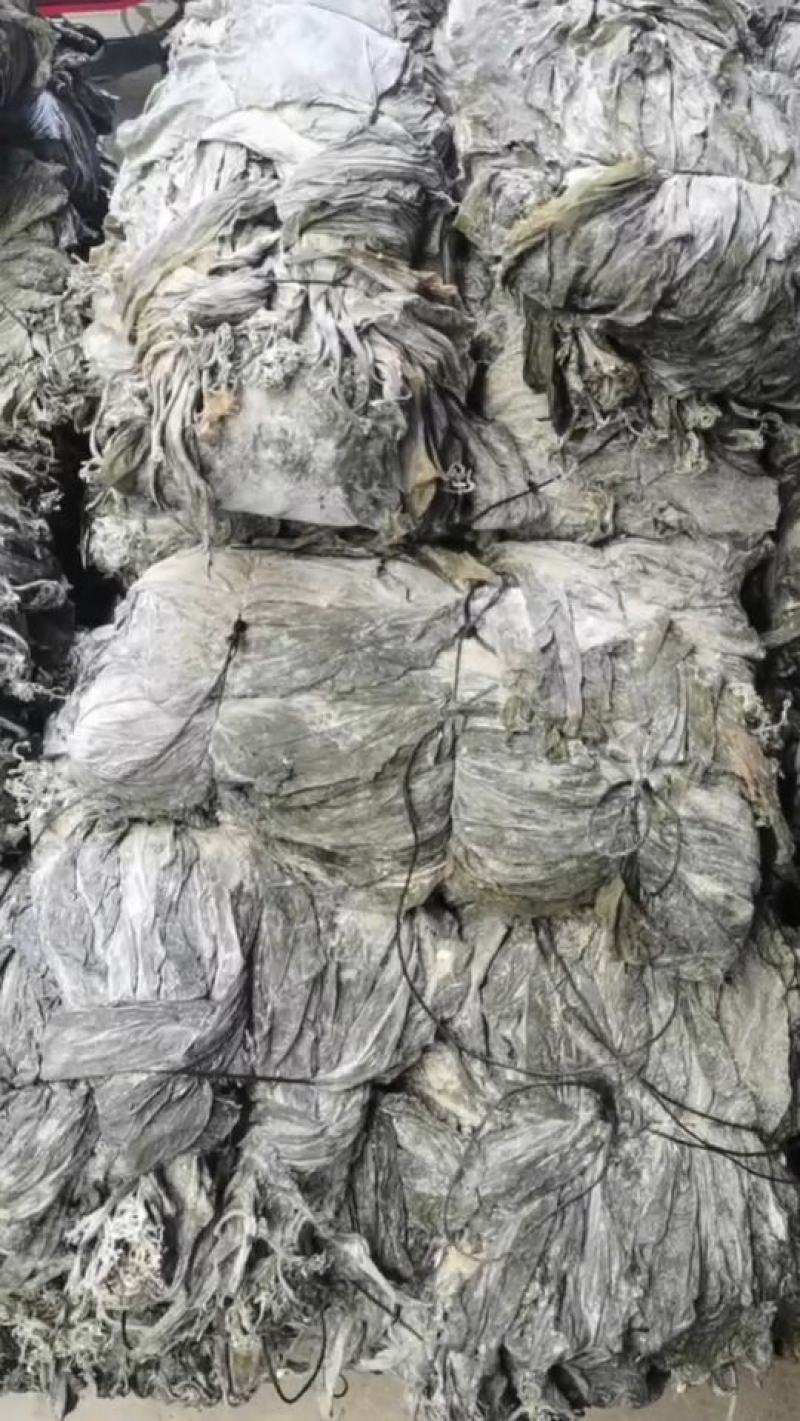 沙菜海带海带干海带头海带皮干海带一棵菜养殖场直接发货