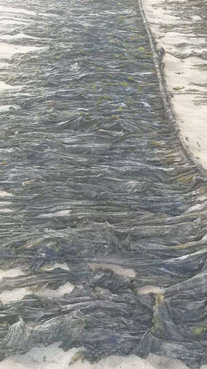 沙菜海带海带干海带头海带皮干海带一棵菜养殖场直接发货