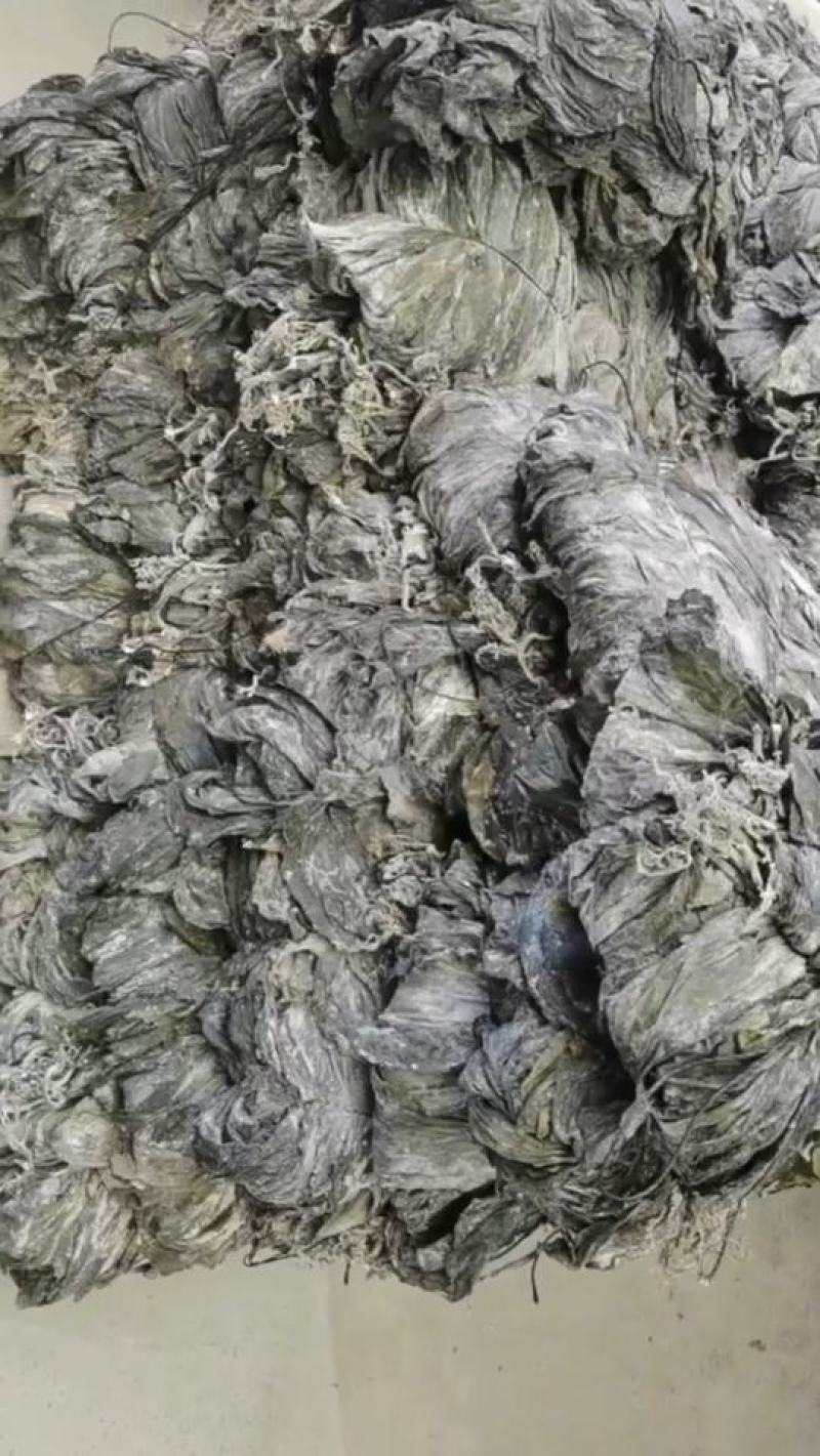 沙菜海带海带干海带头海带皮干海带一棵菜养殖场直接发货