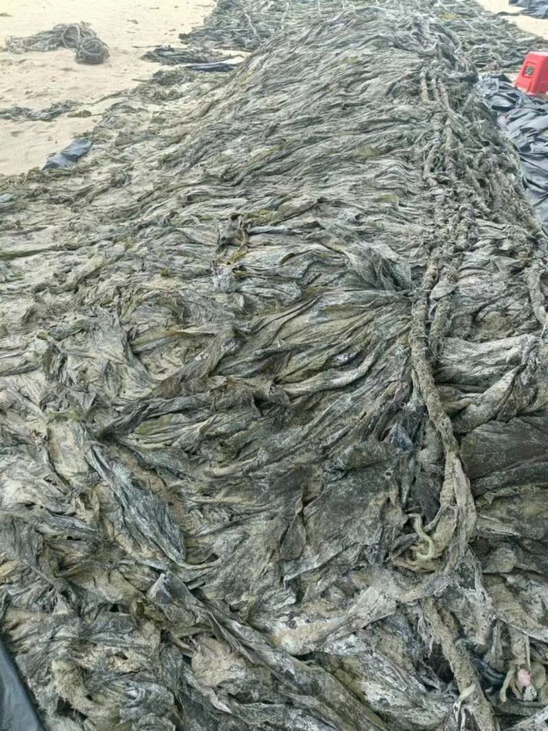 沙菜海带海带干海带头海带皮干海带一棵菜养殖场直接发货