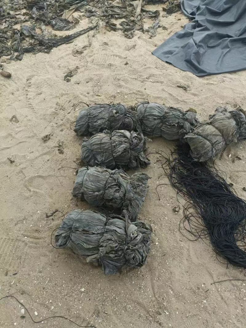 沙菜海带海带干海带头海带皮干海带一棵菜养殖场直接发货