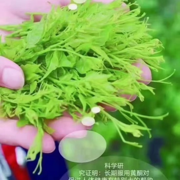 张家界莓茶