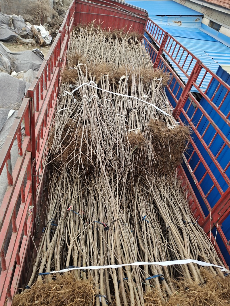 矮化樱桃苗金脆蜜蜜露辉煌1-5巨人王美早