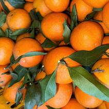爱媛红美人果冻橙，还有两万斤清库存，花皮