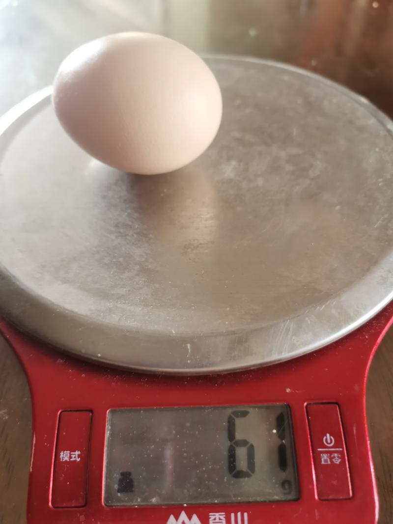 38-48码新鲜鸡蛋，粉壳黄心48小时内，质量保证欢迎咨
