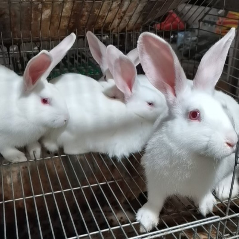 湖北肉兔自家养殖基地品质保证诚信经营欢迎联系接商超市场