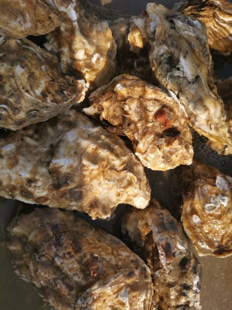 大家好，我是一亩田会员，我现在是在山东省日照码头直供一手