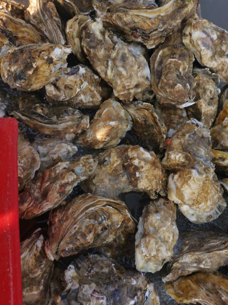大家好，我是一亩田会员，我现在是在山东省日照码头直供一手