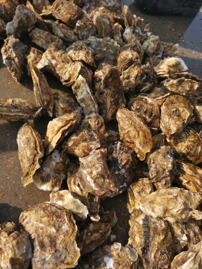 大家好，我是一亩田会员，我现在是在山东省日照码头直供一手