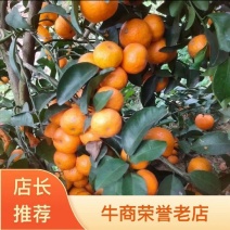 广西沙糖桔电商平台团购商超等专业代发代购