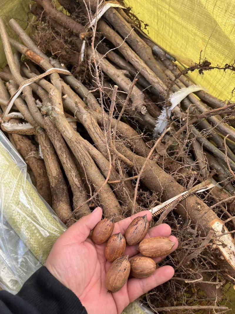 碧根果树苗嫁接的碧根果树苗碧根果苗品种一年苗根系发达