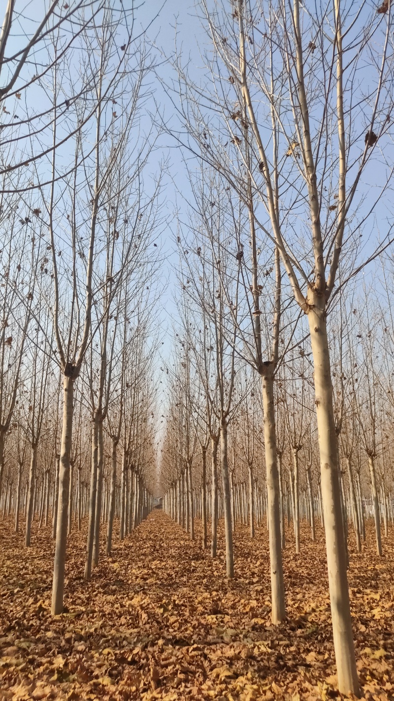 法桐，高杆法桐15公分，三年帽