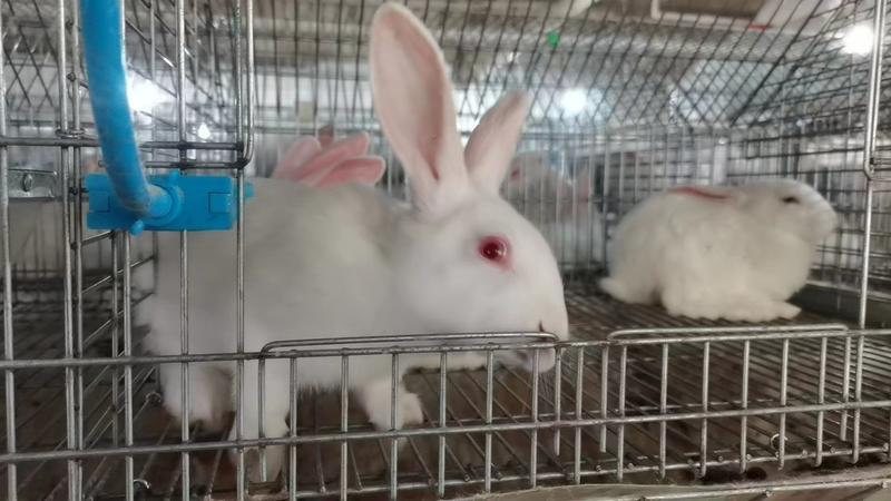 湖北兔子肉兔可活体可处理欢迎联系自家基地接商超市场电商