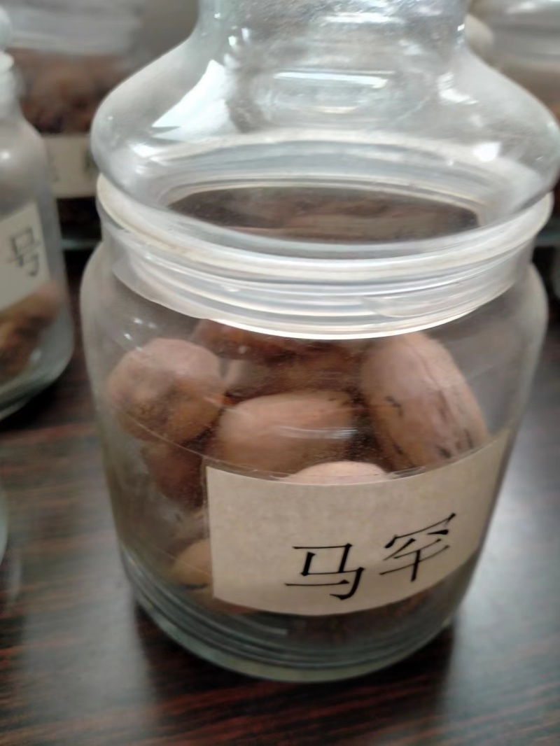 碧根果树苗嫁接的碧根果树苗碧根果苗品种一年苗根系发达