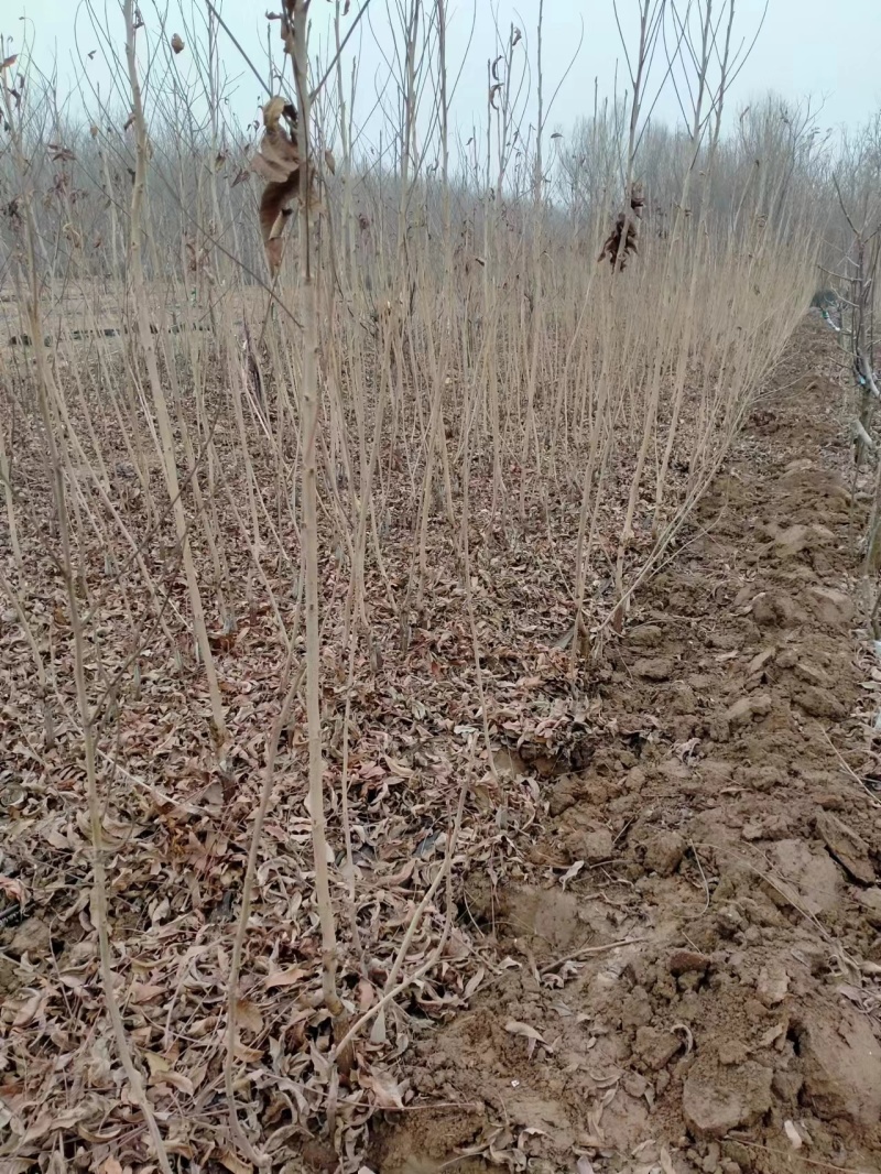 碧根果树苗嫁接的碧根果树苗碧根果苗品种一年苗根系发达