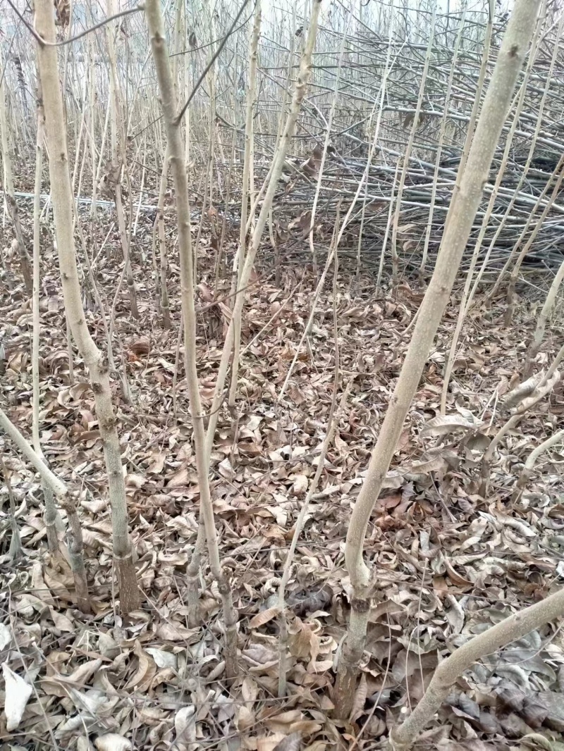 碧根果树苗嫁接的碧根果树苗碧根果苗品种一年苗根系发达