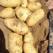 黄心沃土，希森，荷兰，各种土豆品种质量欢迎订购