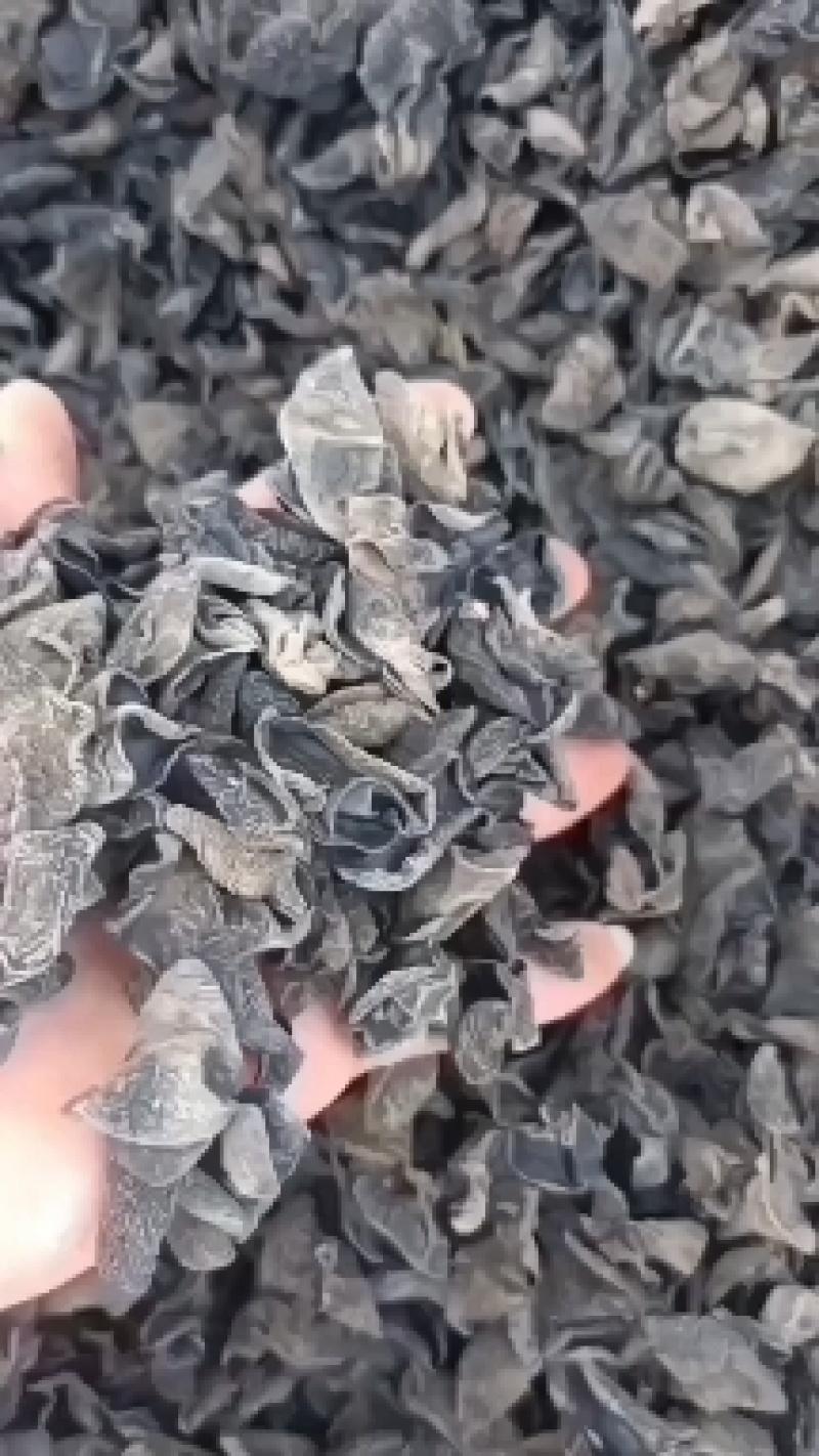 【木耳】黑木耳秋木耳自产自销肉质细腻