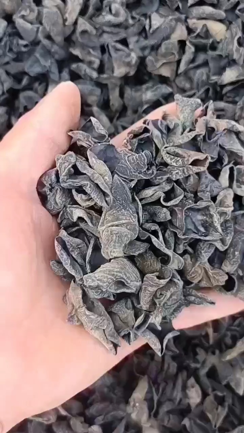精选东北黑木耳东北特产可以开视频看货