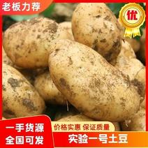 河南精品实验1号土豆，产地一手货源，规格多样可选量大从优