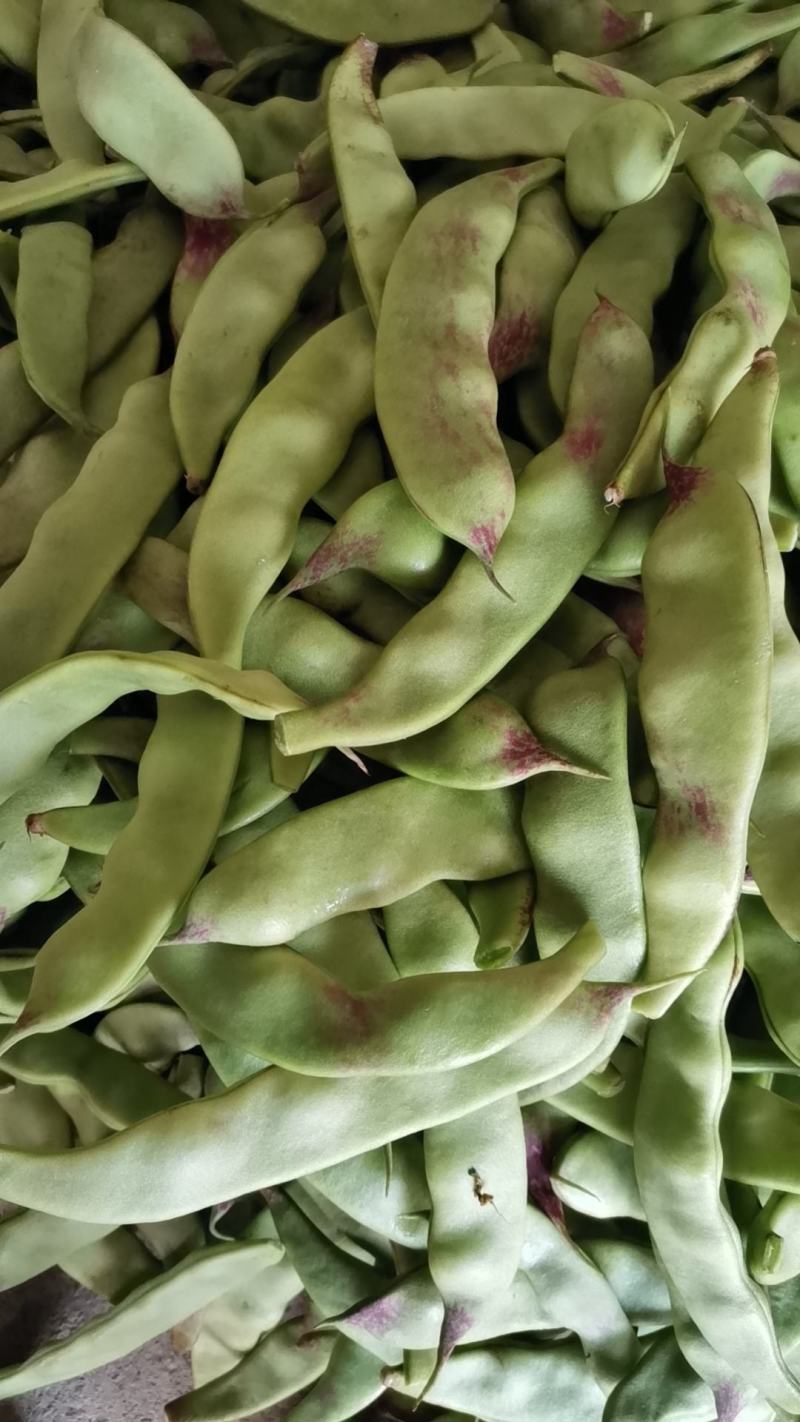 广东豆角电白油豆角产地直供货源稳定支持代发