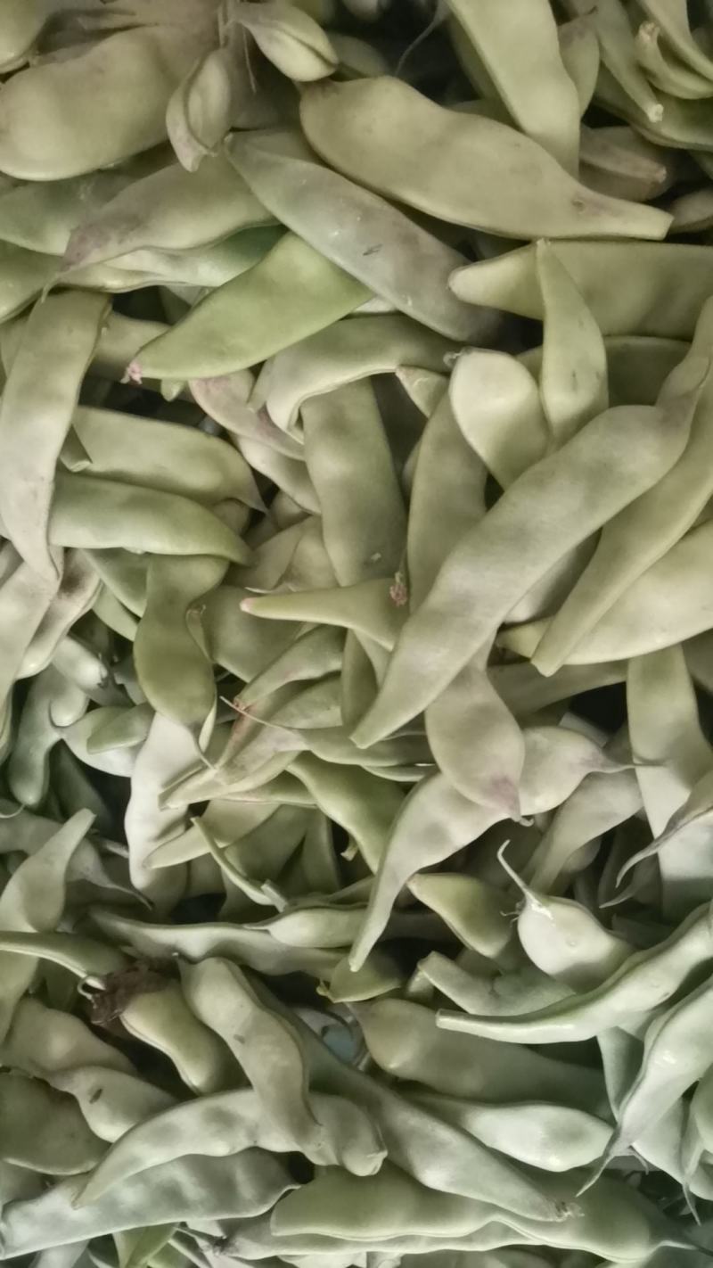 广东豆角电白油豆角产地直供货源稳定支持代发