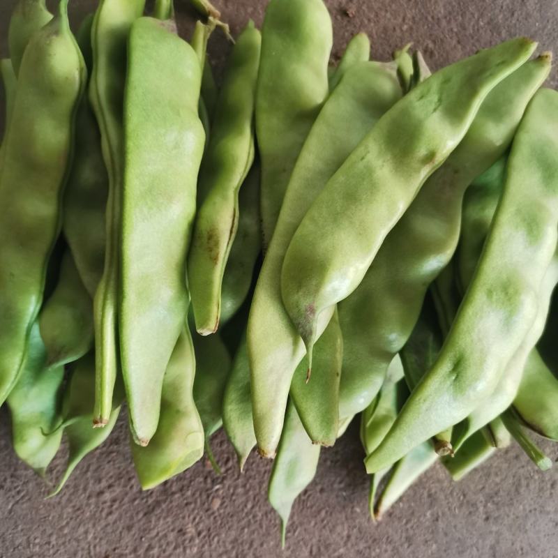广东豆角电白油豆角产地直供货源稳定支持代发