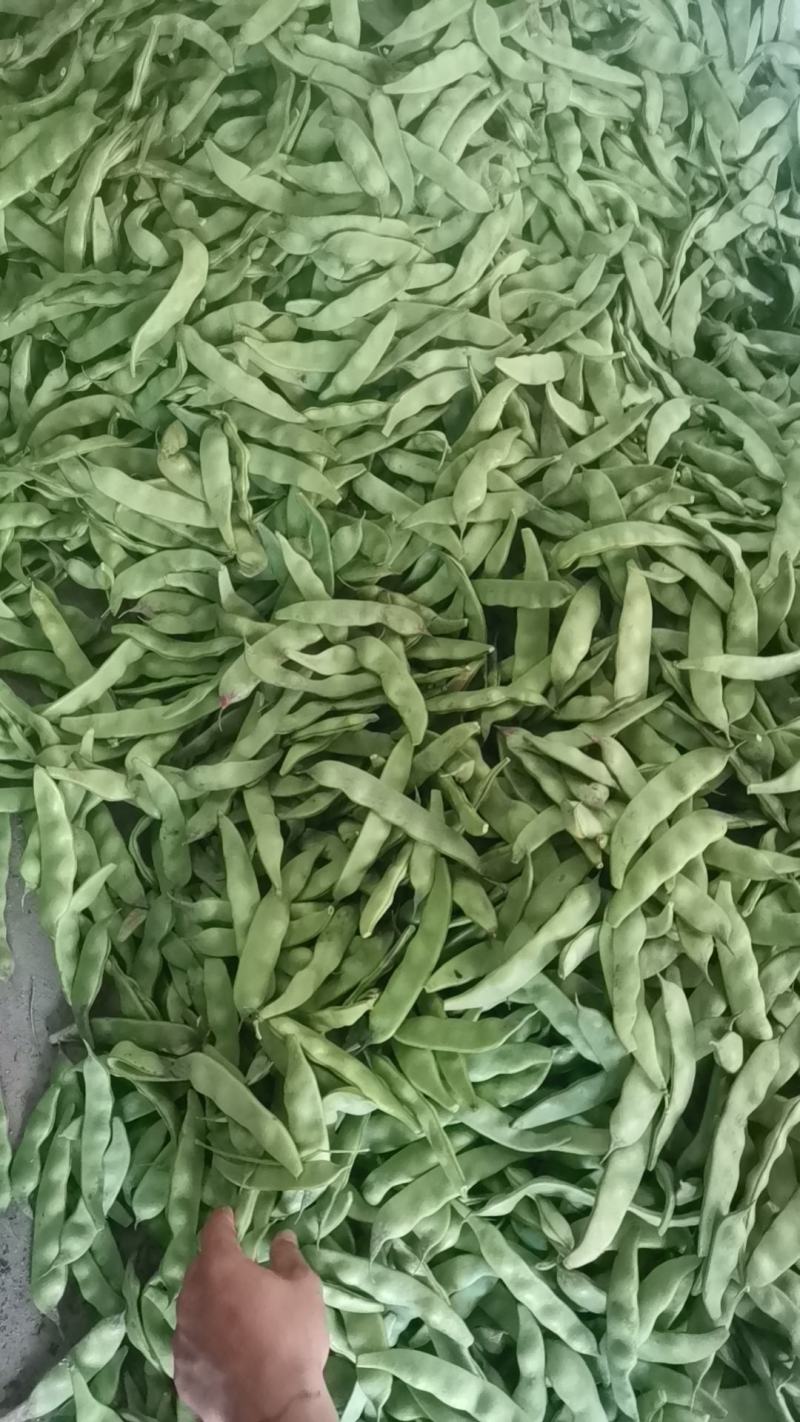 广东豆角电白油豆角产地直供货源稳定支持代发
