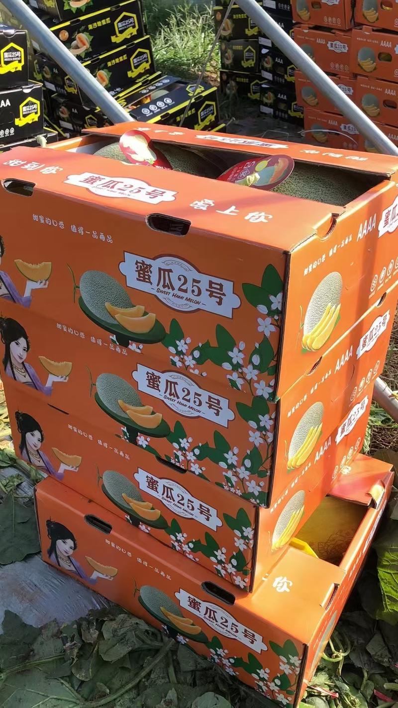 海南乐东哈密瓜皮薄肉厚脆甜多汁对接电商超市市场批发
