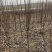 碧根果树苗嫁接的碧根果树苗碧根果苗品种一年苗根系发达