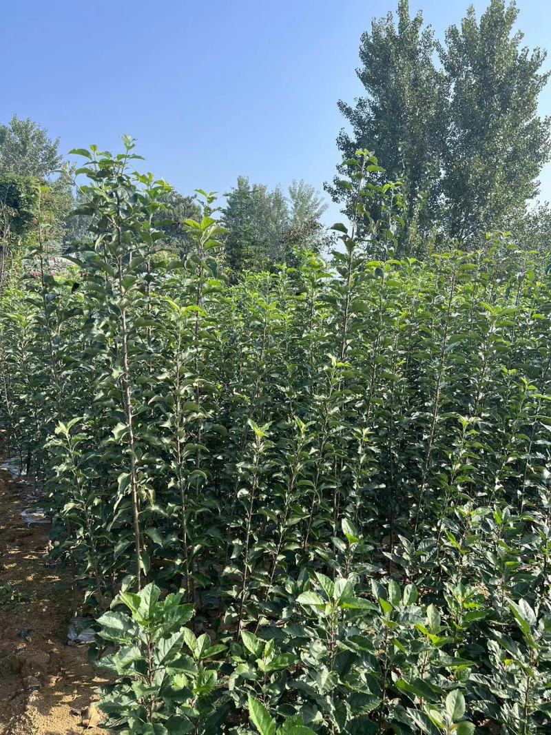 爱妃苹果苗新西兰爱妃苹果苗贵妃苹果苗品种纯真根系发达