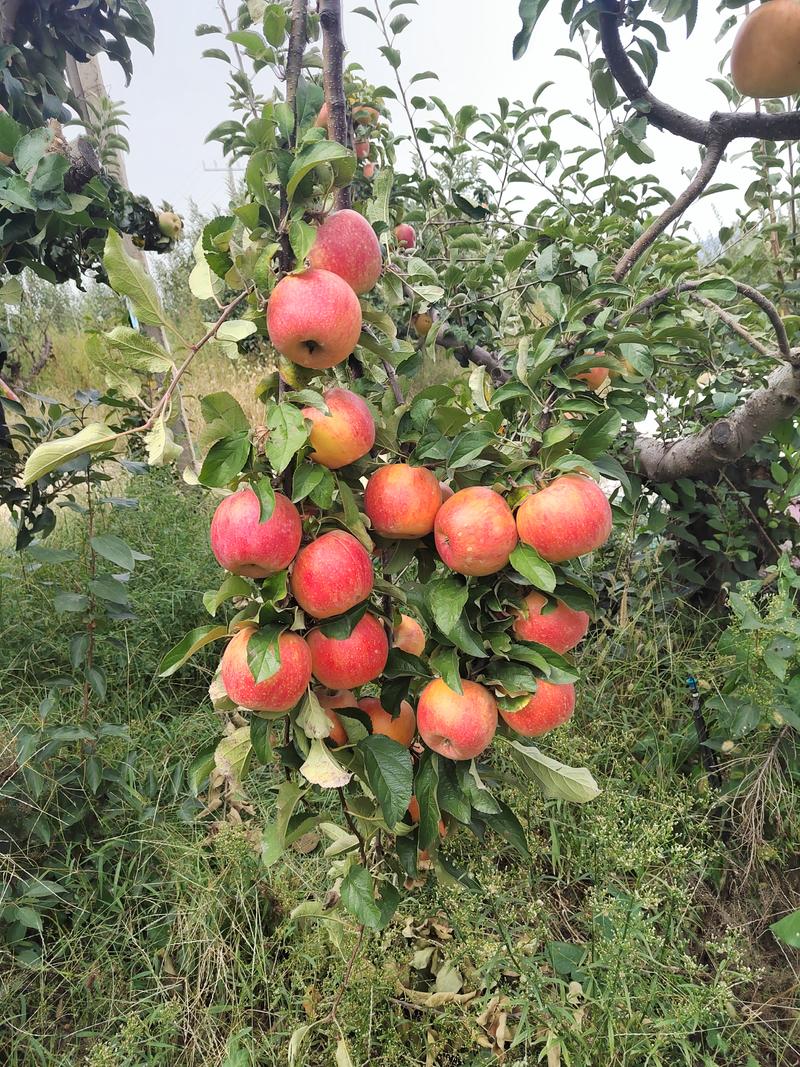 爱妃苹果苗新西兰爱妃苹果苗贵妃苹果苗品种纯真根系发达