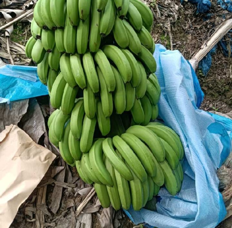 屏边威廉斯香蕉，大量有货