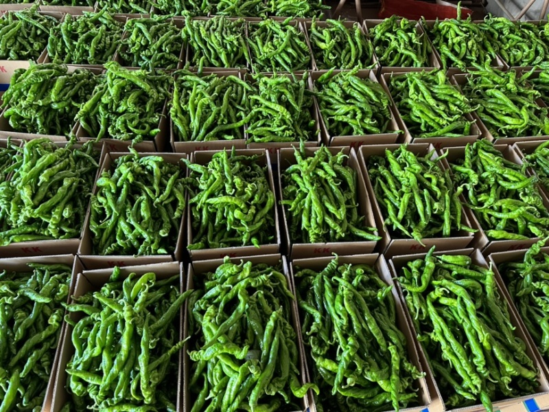 陇椒广东徐闻精品货电商货，产地直发质量保证