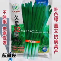 久星32号韭菜种子特抗病高产韭菜籽种子抗寒强直立不休眠韭