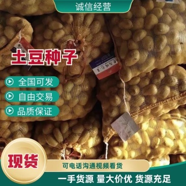 适合四季种植脱毒原种！产量高、抗病强！免费提供种植技术