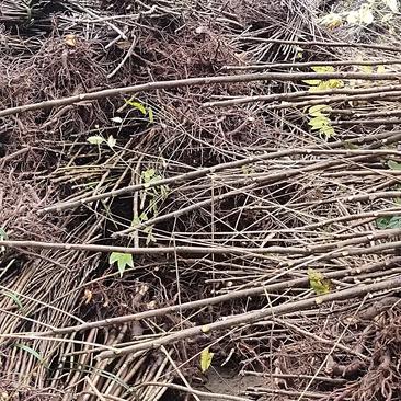 四川达州市大竹县巴山红优质香椿树苗，根须发达，产地直供