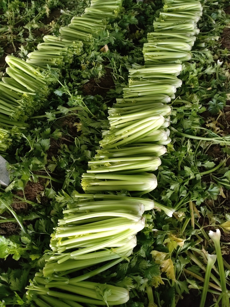 山东菏泽定陶西芹大量现货有要的老板请联系我谢谢。