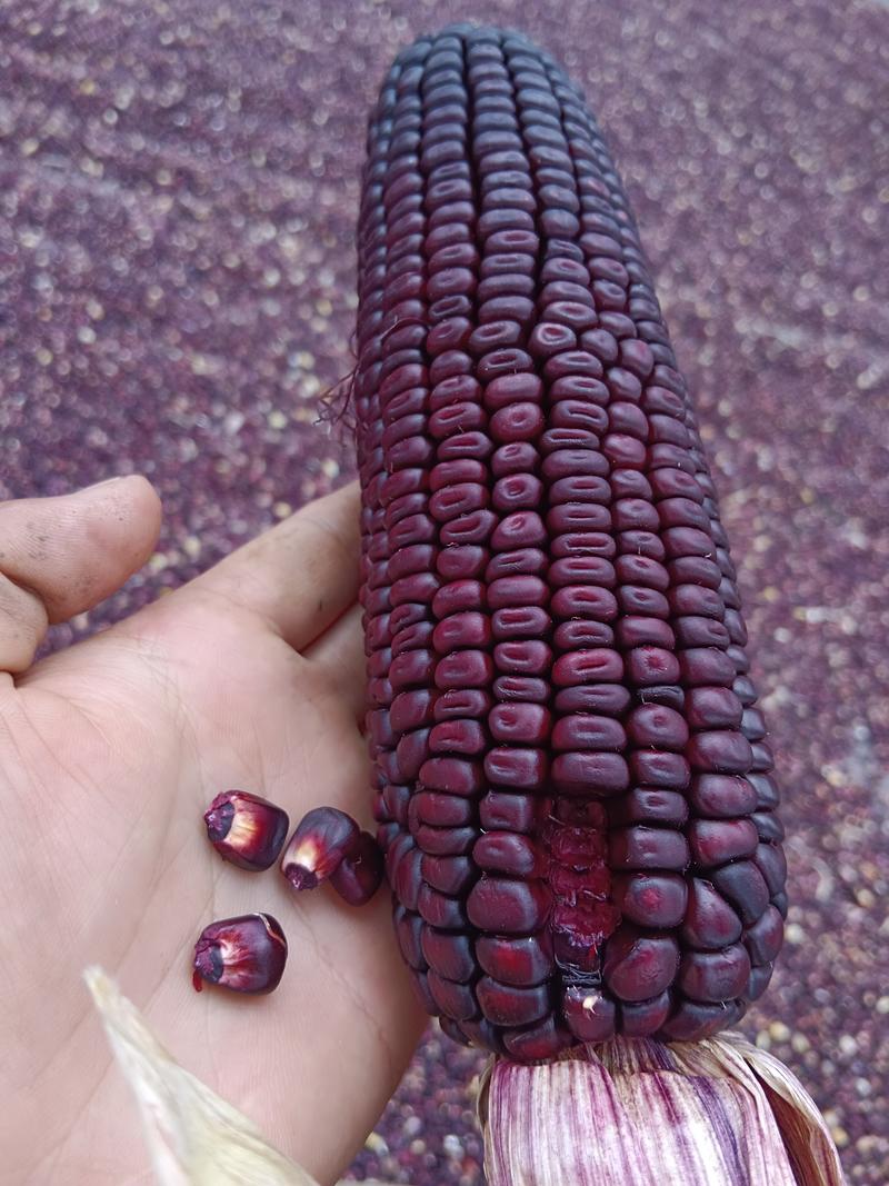 黑甜糯玉米干粒干粒，自家种植，大量现货。
