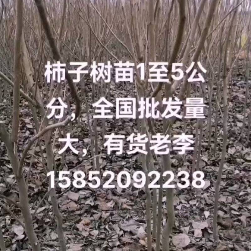 柿子树