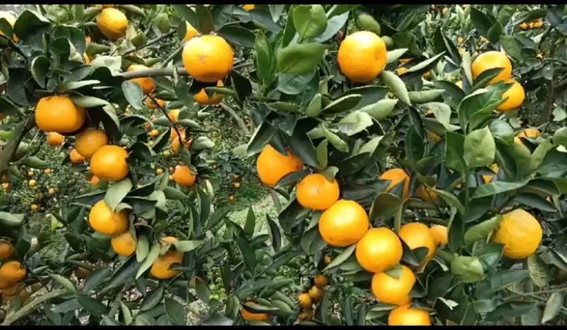 温州瓯柑一万斤