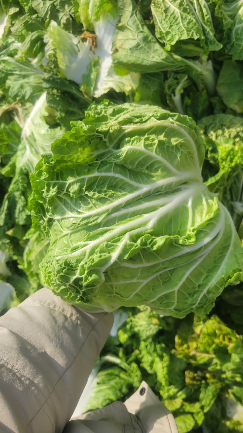 《新乡小包》开封大白菜鸡腿白菜白心大白菜现货供应中