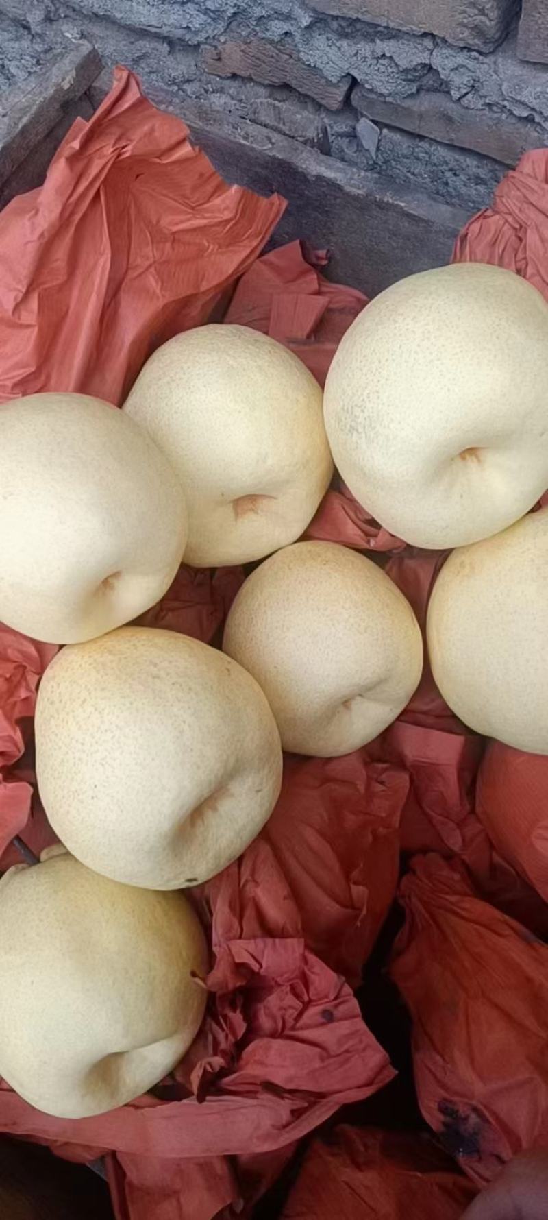 蒲城酥梨