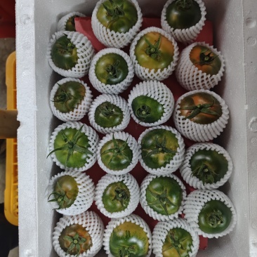 草莓柿子草莓番茄