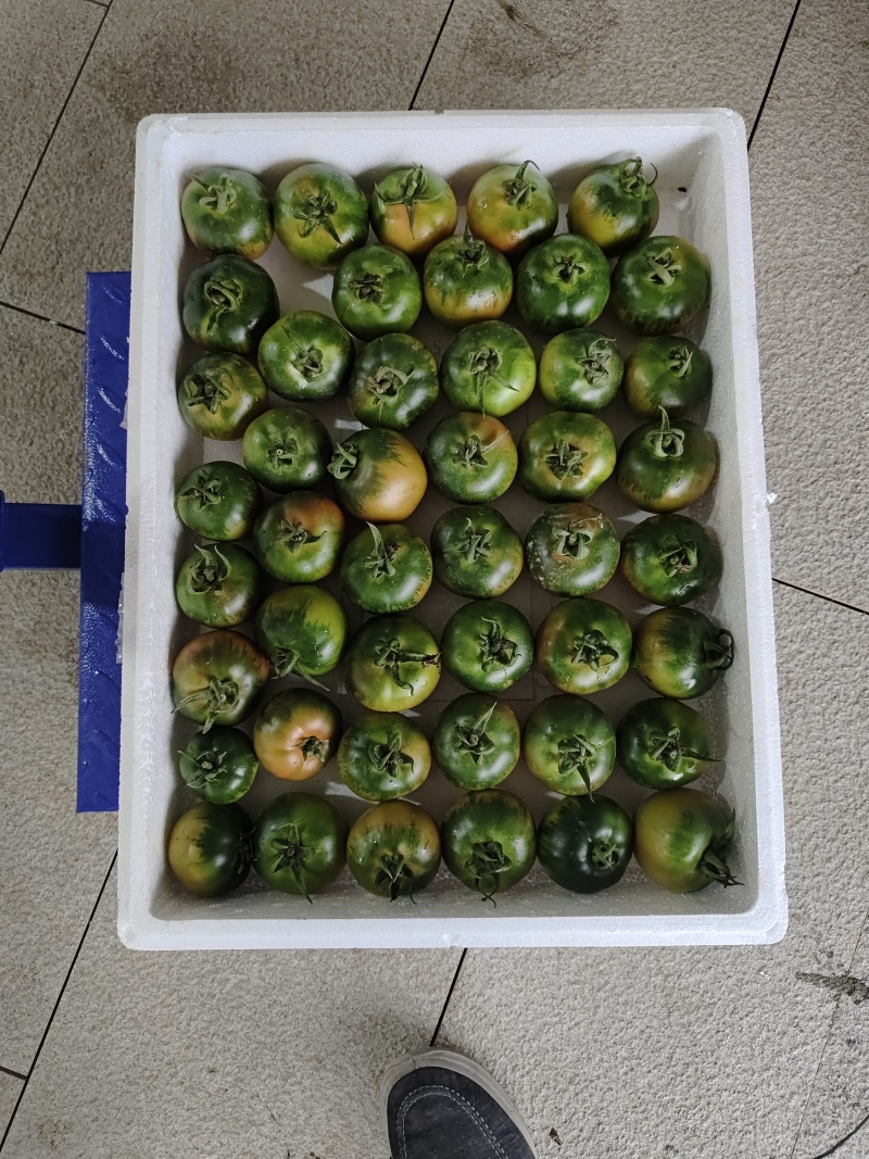 草莓柿子草莓番茄