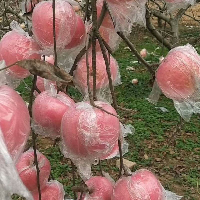 膜袋红富士苹果高山苹果纸袋苹果规格齐全专业代发欢迎电联
