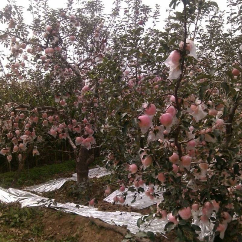 膜袋红富士苹果高山苹果纸袋苹果规格齐全专业代发欢迎电联
