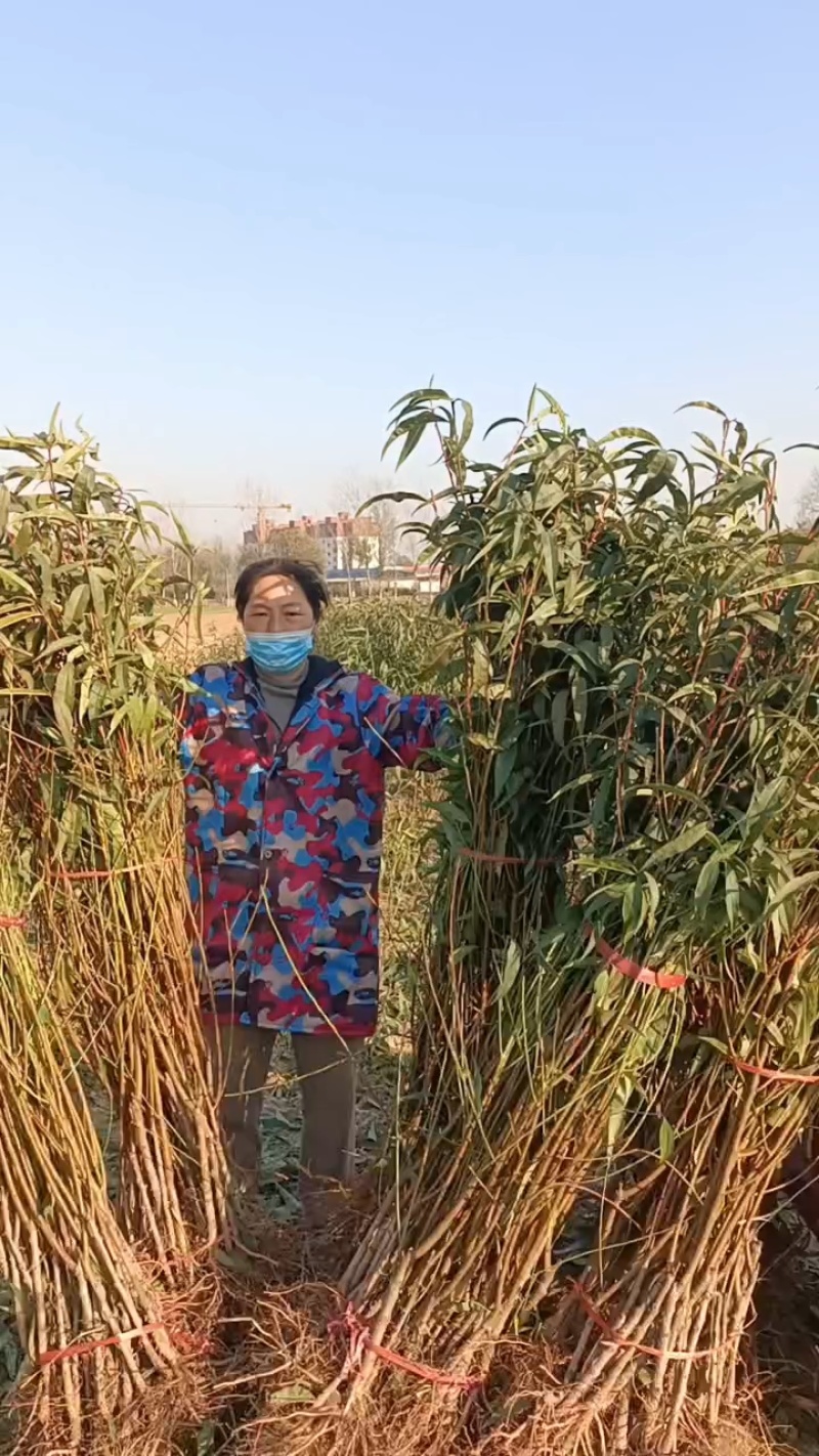 新品种桃树苗，