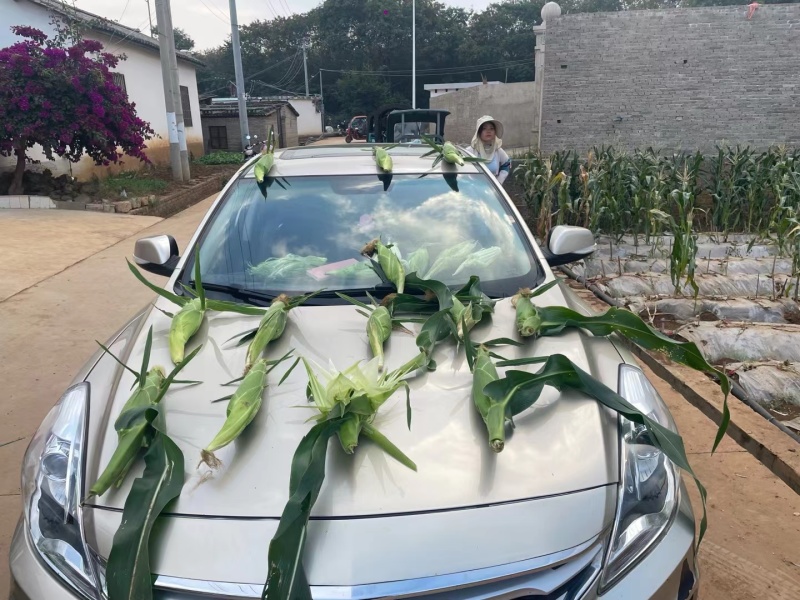 京科糯768白糯玉米种囗感好产量高跟当地的种植习惯种抗病