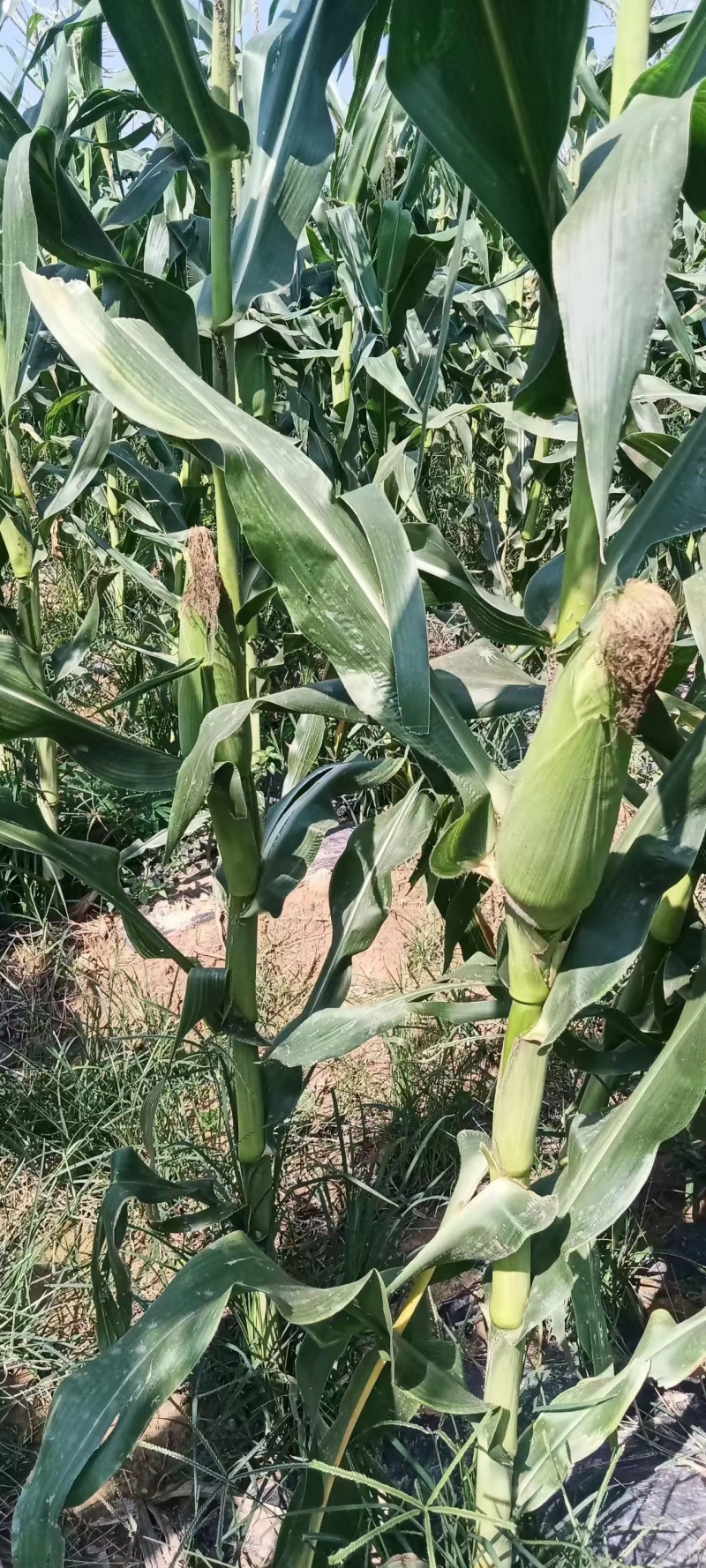 京科糯768白糯玉米种囗感好产量高跟当地的种植习惯种抗病